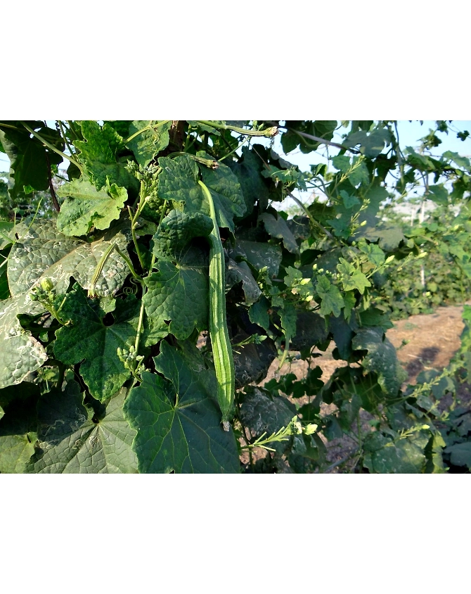 Ridge Gourd-Agri1047