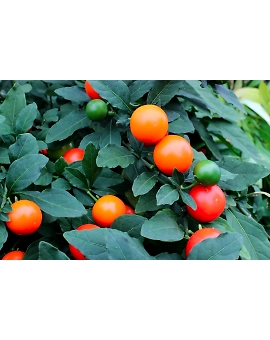 Round chilli
