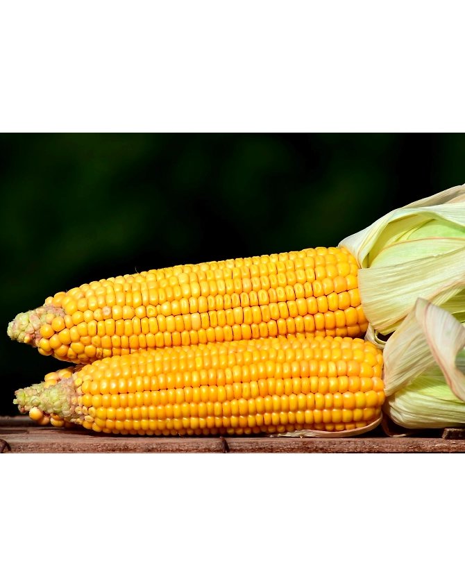 Sweet Corn-Agri1050