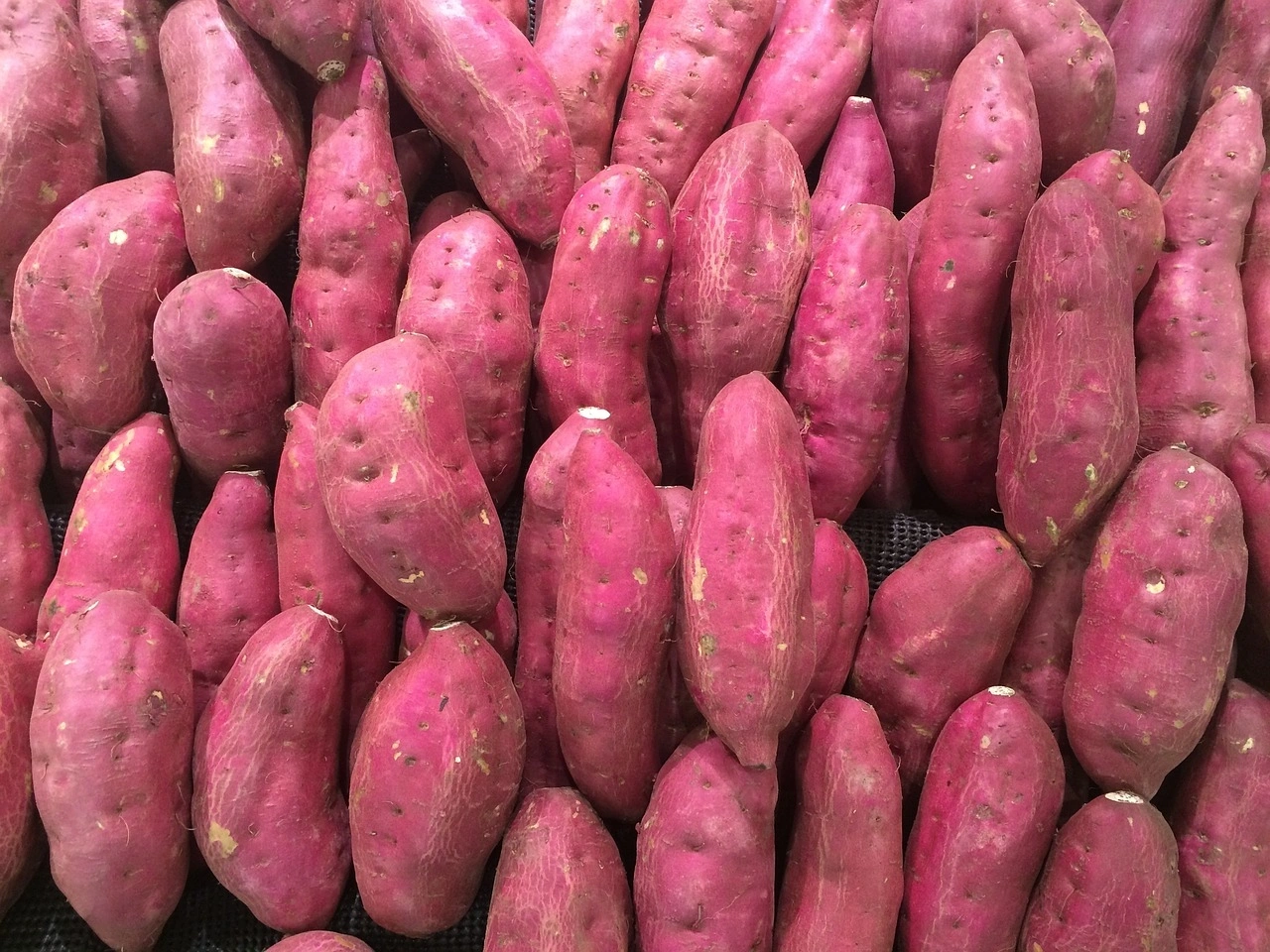 Sweet potato-Agri1051