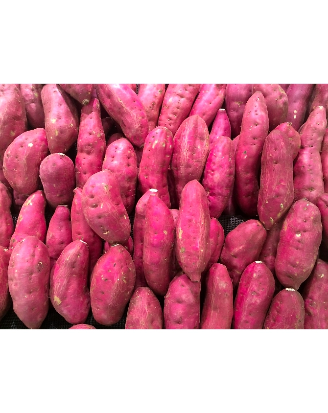 Sweet potato-Agri1051