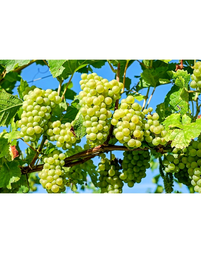Grapes-Agri1053