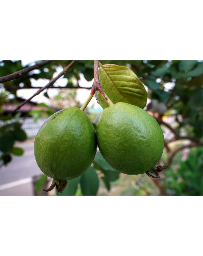 Guava-Agri1054
