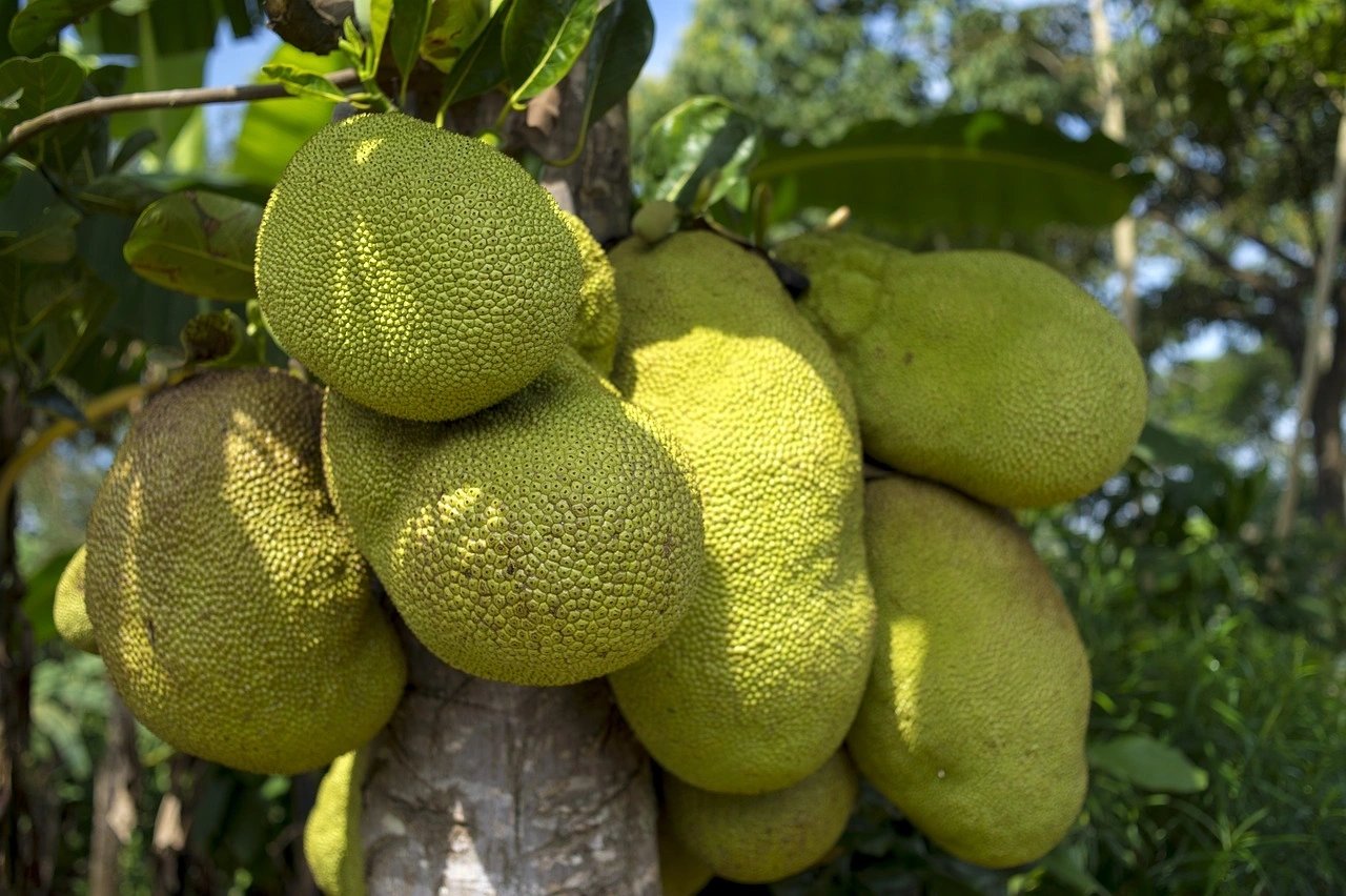 Jackfruit-Agri1055