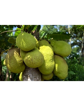 Jackfruit
