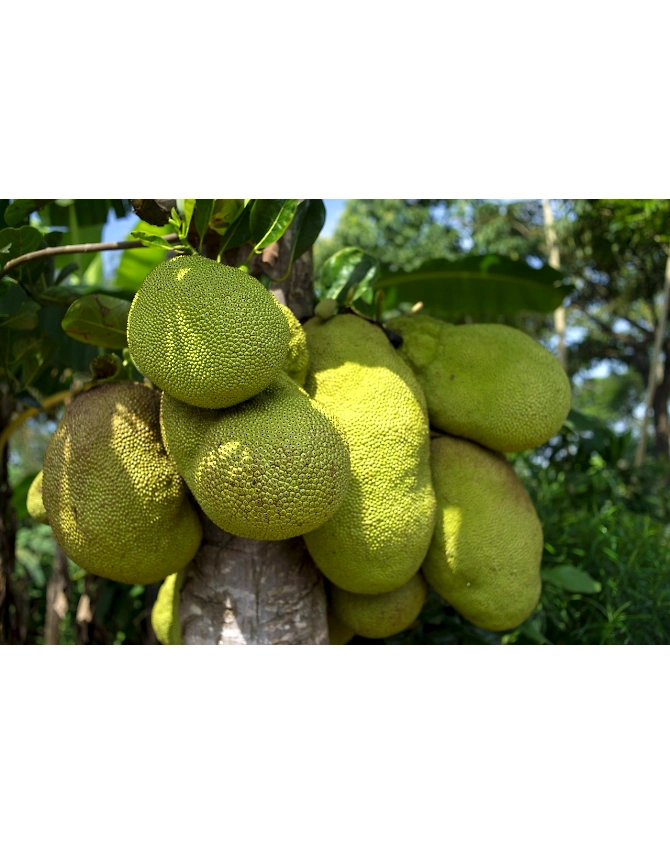 Jackfruit-Agri1055