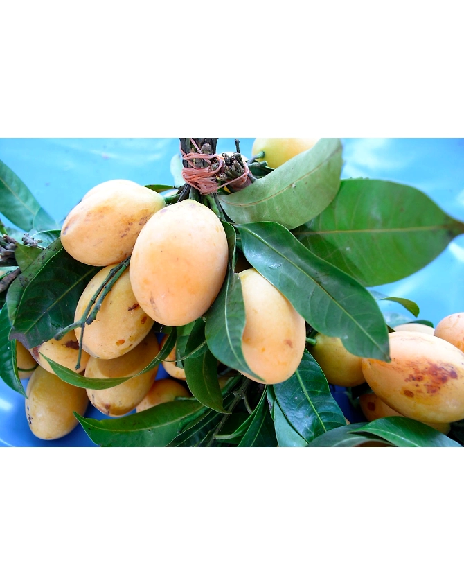 Mango-Agri1057