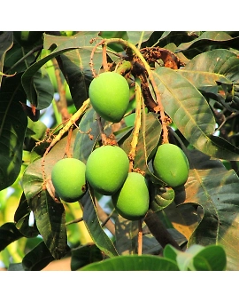 Raw Mango