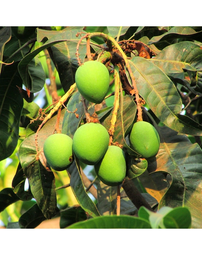 Raw Mango-Agri1062
