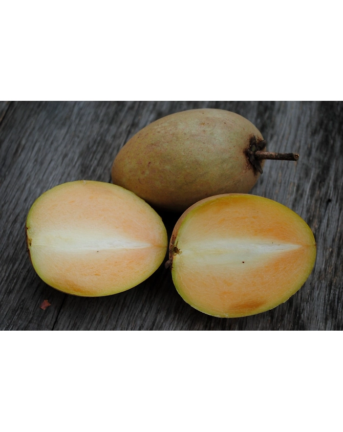Sapota-Agri1063