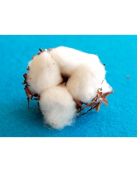 Cotton