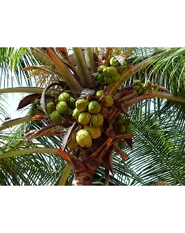 Tender coconut