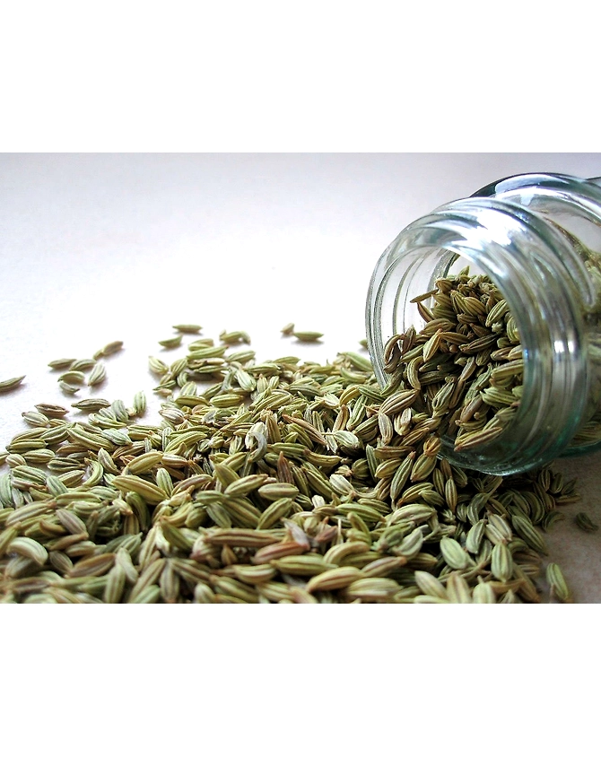 Fennel seed-Agri1019