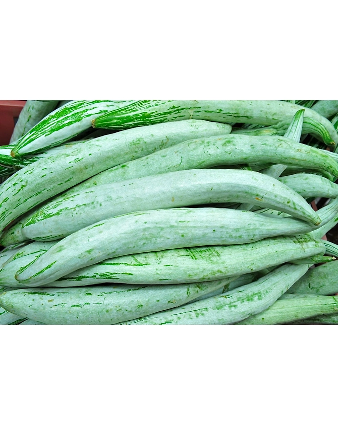 Snake Guard-Agri1049