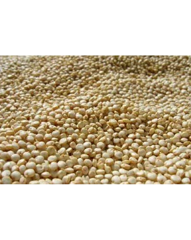 Barnyard Millet-1