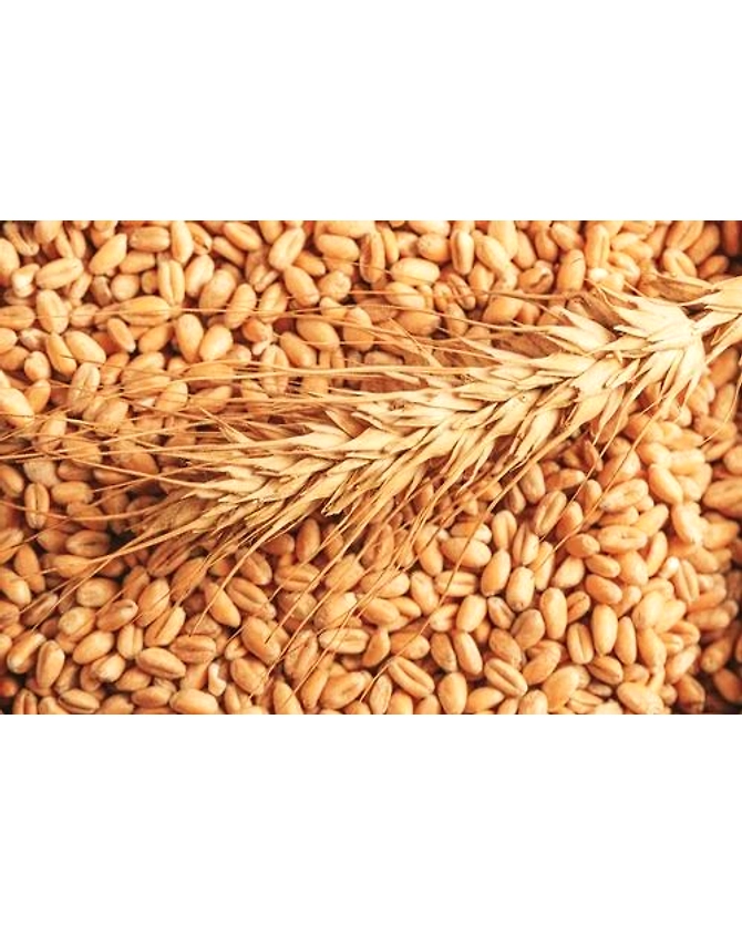 Little Millet-2