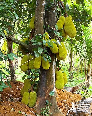 Jackfruit-2