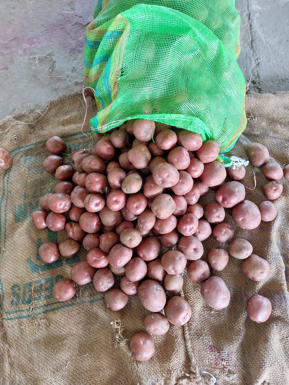 LR Potatoes-12597652