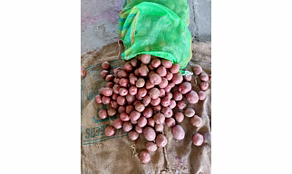 LR Potatoes
