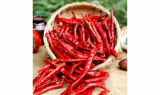 S17 Teja Chilli