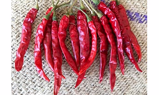 Guntur Chilli