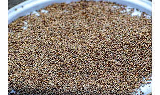 Peral Millet (Bajra)