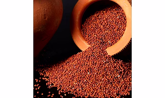 Finger Millet Ragi