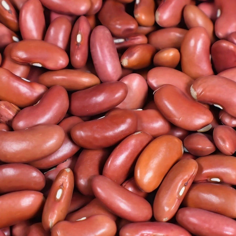 Red Kidney/Rajma Beans-Har1085