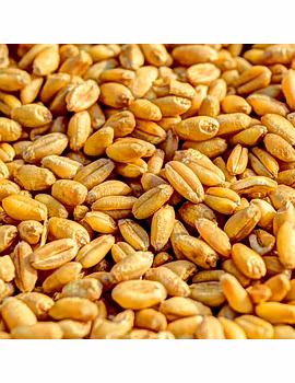 Wheat-Agri1061-sm
