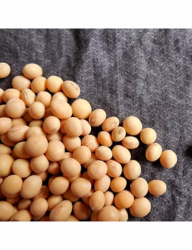 Soybean Seeds-Agri1160-sm
