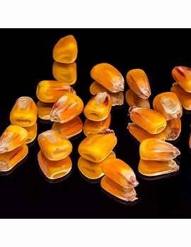Corn Seeds-Agri1162-sm