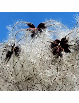 Cottonseed-Agri1164-sm