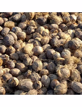 Black Pepper-Agri1214-sm