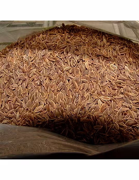 Dill Seed-Agri1227-sm