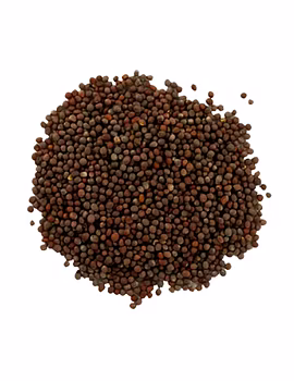 Mustard Seed-Agri1229-sm