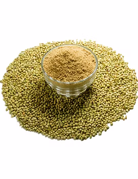 Coriander Seeds-Agri1232-sm