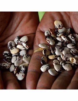Lima Beans-Agri1344-sm