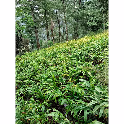large cardamom-1