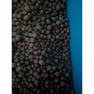 potato-12175892