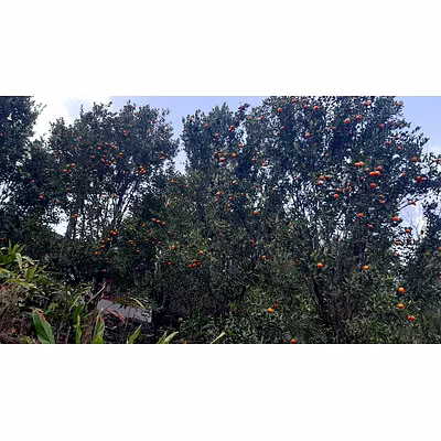 Mandarin oranges-12181512