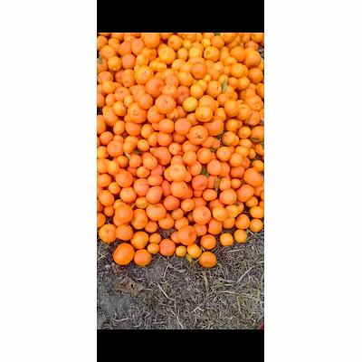 Mandarin oranges-1