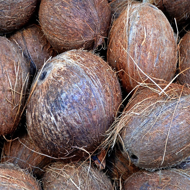 Matured Coconuts-Saa1001