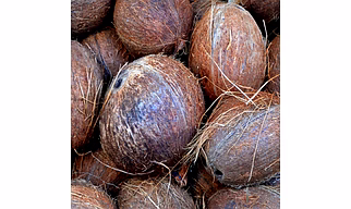 Matured Coconuts