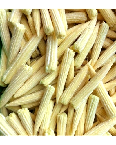 Baby Corn A-Grade Export Quality-4