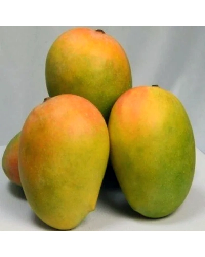 Export Quality Jumbo Kesar Mango-5