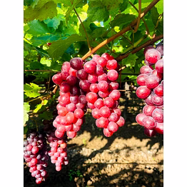 flame grapes