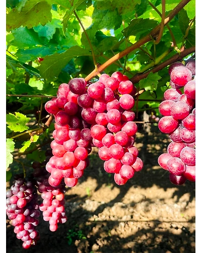 Flame Grapes-3