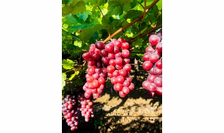 Flame Grapes