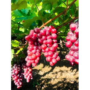 Flame Grapes