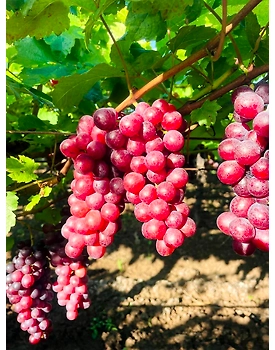 Flame Grapes
